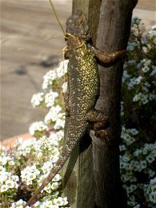 Western Fence lizrd, also know as a blue belly lizard. Caught using a piece of grass formed into a noose. photo
