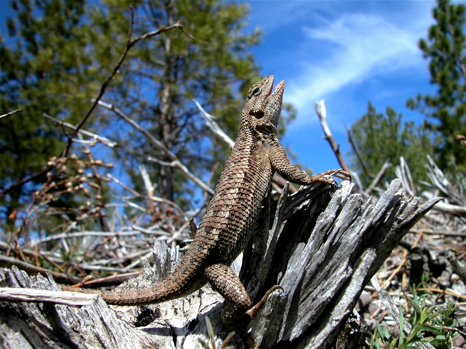 A happy Western Fence Lizard (Scleroporus occidentalis) catching some sun.  Picture by C. S. Brush.