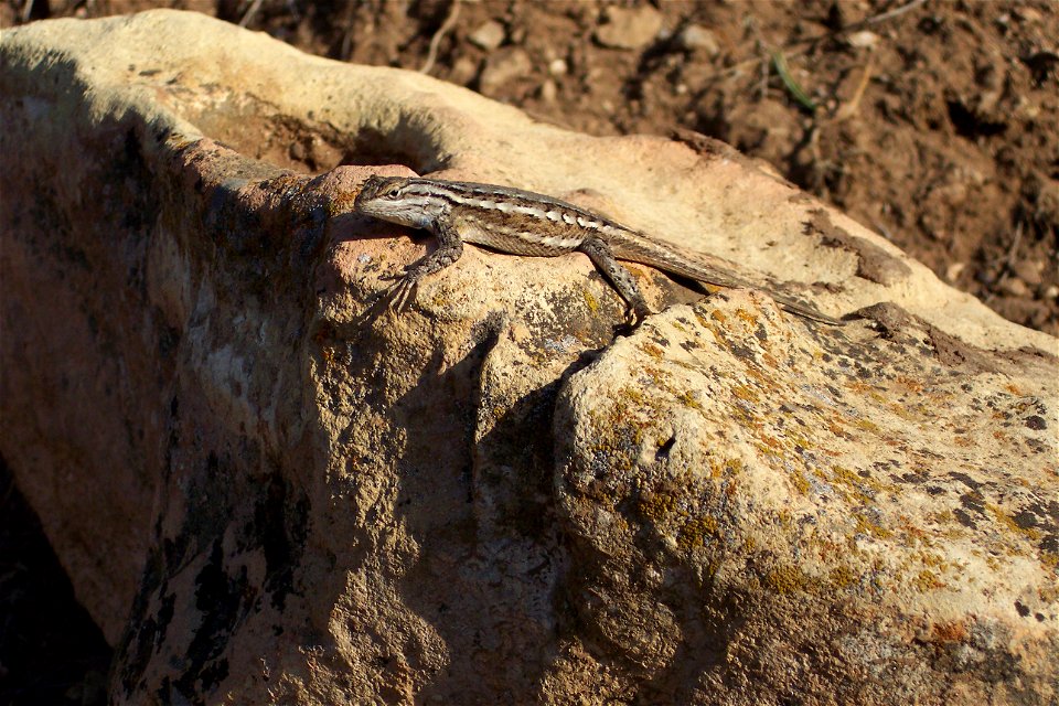 Western fence lizard female Sceloporus occidentalis Echse (Zur Bestimmung hochgeladen)