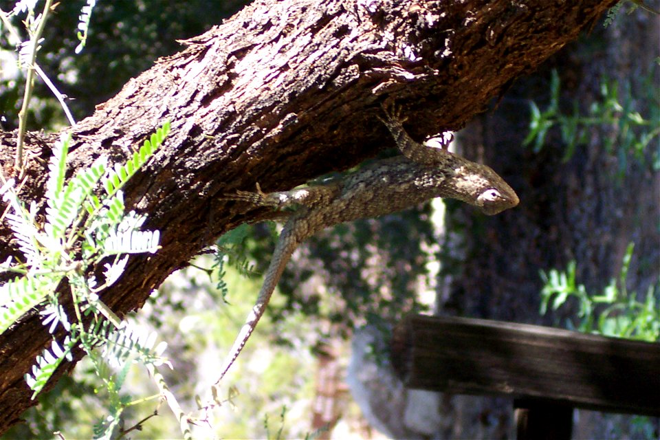 Western Fence lizard female Sceloporus occidentalis Echse (Zur Bestimmung hochgeladen)