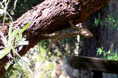 Western Fence lizard female Sceloporus occidentalis Echse (Zur Bestimmung hochgeladen) photo