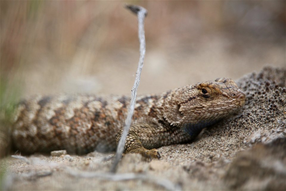 Western fence lizards range from central Idaho, south through Nevada, and west to the Pacific Coast.

You are free to use this photo with the following credit: Elizabeth Materna, USFWS
