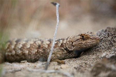 Western fence lizards range from central Idaho, south through Nevada, and west to the Pacific Coast. You are free to use this photo with the following credit: Elizabeth Materna, USFWS photo