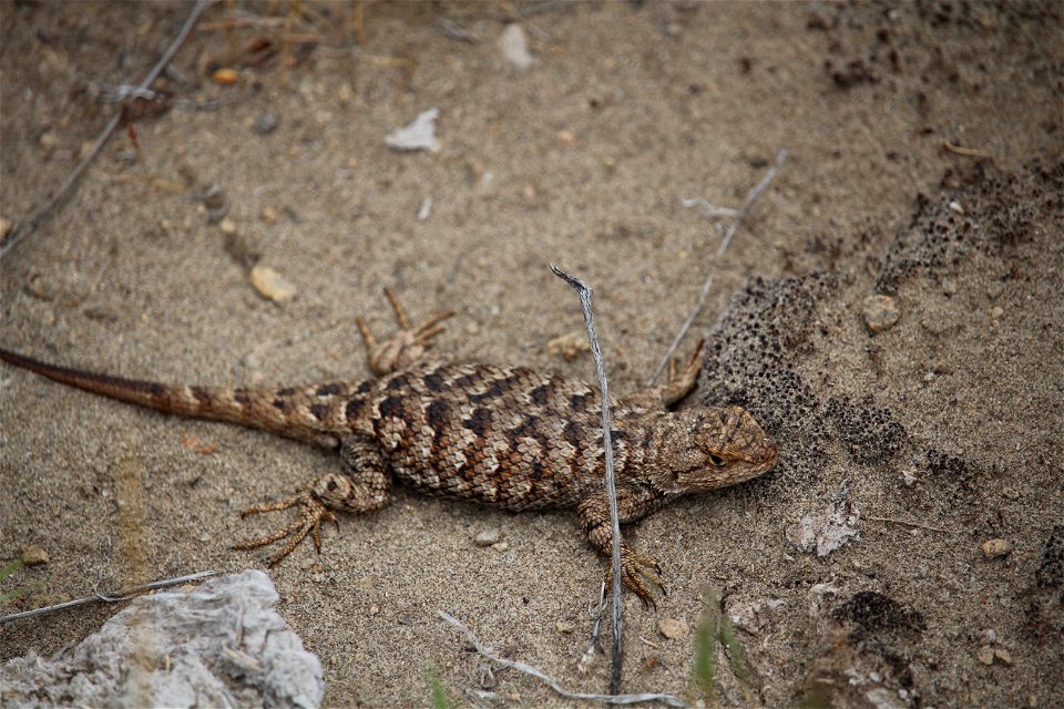 The Western fence lizard eats beetles, flies, caterpillars, ants, other insects, and spiders.

You are free to use this photo with the following credit: Elizabeth Materna, USFWS