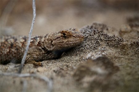 Western fence lizard key characteristics: Large spiny scales dorsally Spiny scales on the posterior of the thighs Blue patches on the throat and stomach (more vivid in males) You are free to use this photo