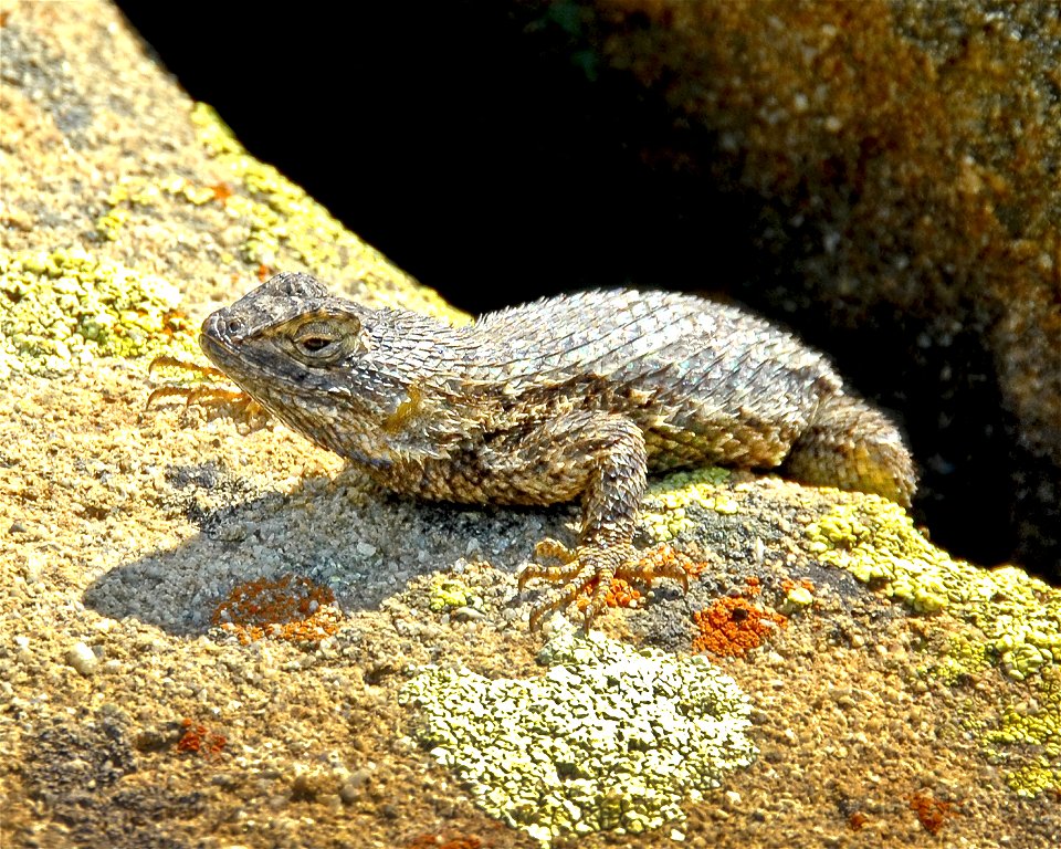 Western Fence Lizard