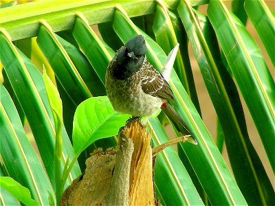 A Red-vented Bulbul photo