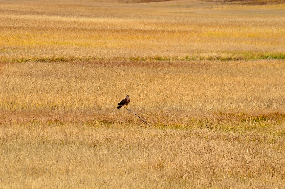 Northern Harrier Circus hudsonius, Lassen Volcanic National Park
