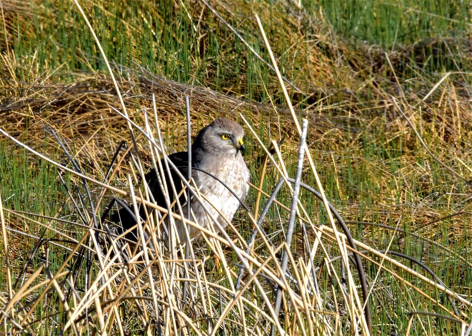 Photo: A male northern harrier.  Tom Koerner/USFWS