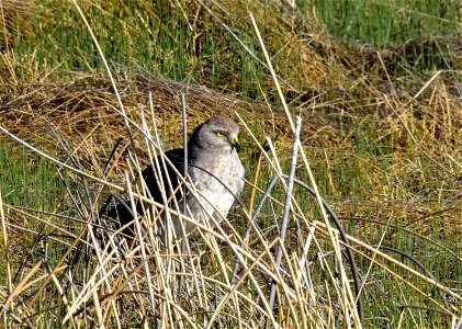 Photo: A male northern harrier.  Tom Koerner/USFWS