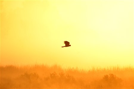 A Northern harrier hunts during a foggy sunrise on Seedskadee NWR. Photo: Tom Koerner/USFWS photo