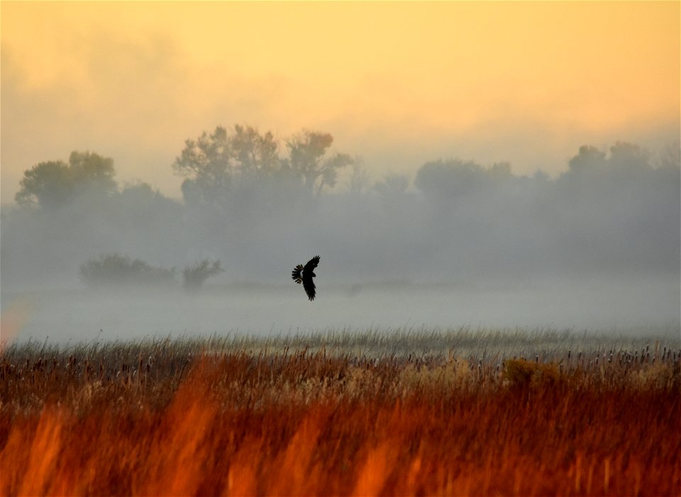 A Northern harrier hunts during a foggy sunrise on Seedskadee NWR.

Photo: Tom Koerner/USFWS