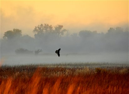A Northern harrier hunts during a foggy sunrise on Seedskadee NWR. Photo: Tom Koerner/USFWS photo
