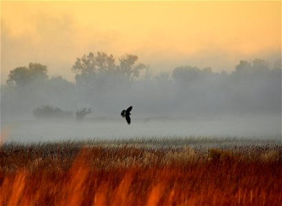 A Northern harrier hunts during a foggy sunrise on Seedskadee NWR.

Photo: Tom Koerner/USFWS