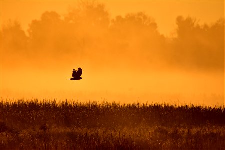 A Northern harrier hunts during a foggy sunrise on Seedskadee NWR.

Photo: Tom Koerner/USFWS