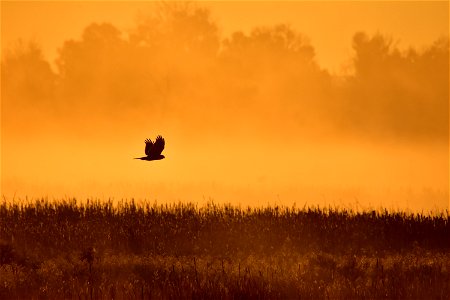 A Northern harrier hunts during a foggy sunrise on Seedskadee NWR. Photo: Tom Koerner/USFWS photo