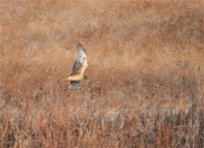 Photo: Tom Koerner/USFWS