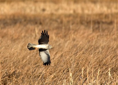 Photo: Tom Koerner/USFWS