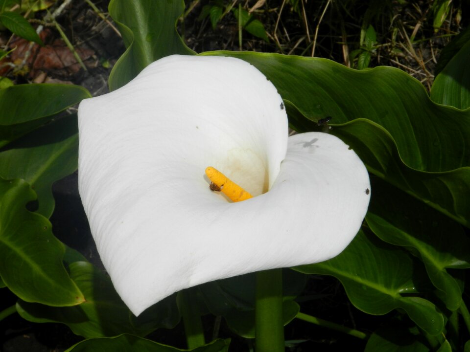 Nature flowers plants