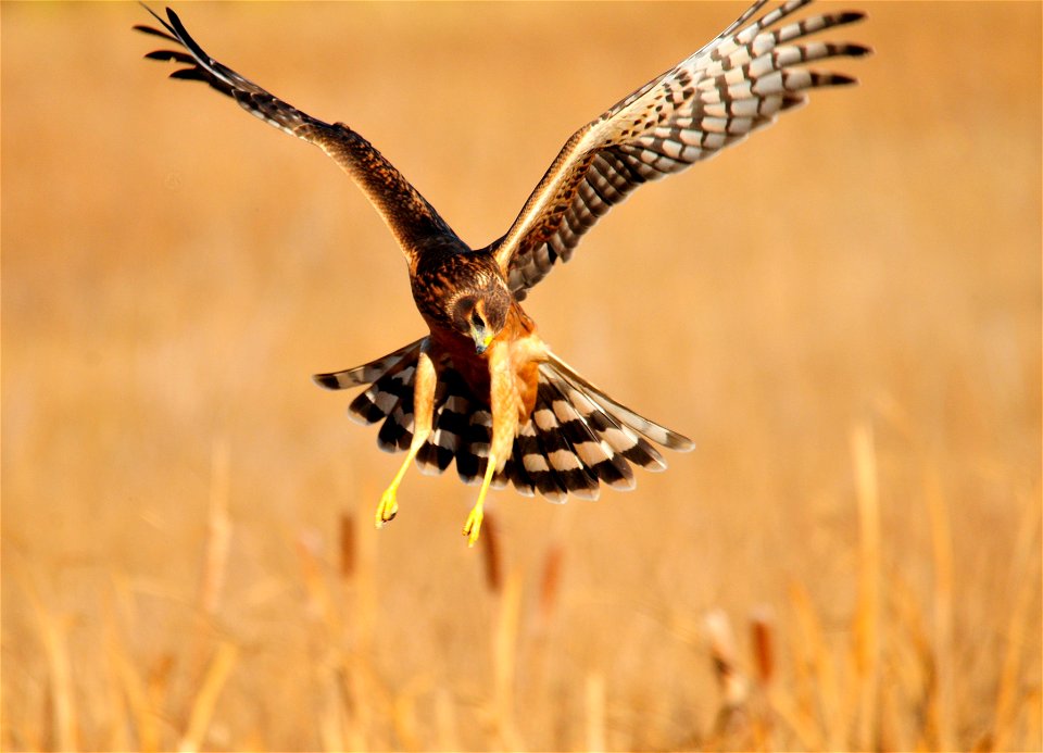 Photo: Tom Koerner/USFWS