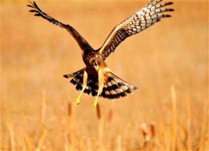 Photo: Tom Koerner/USFWS