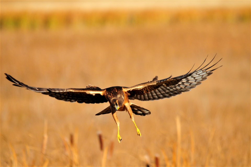 Photo: Tom Koerner/USFWS