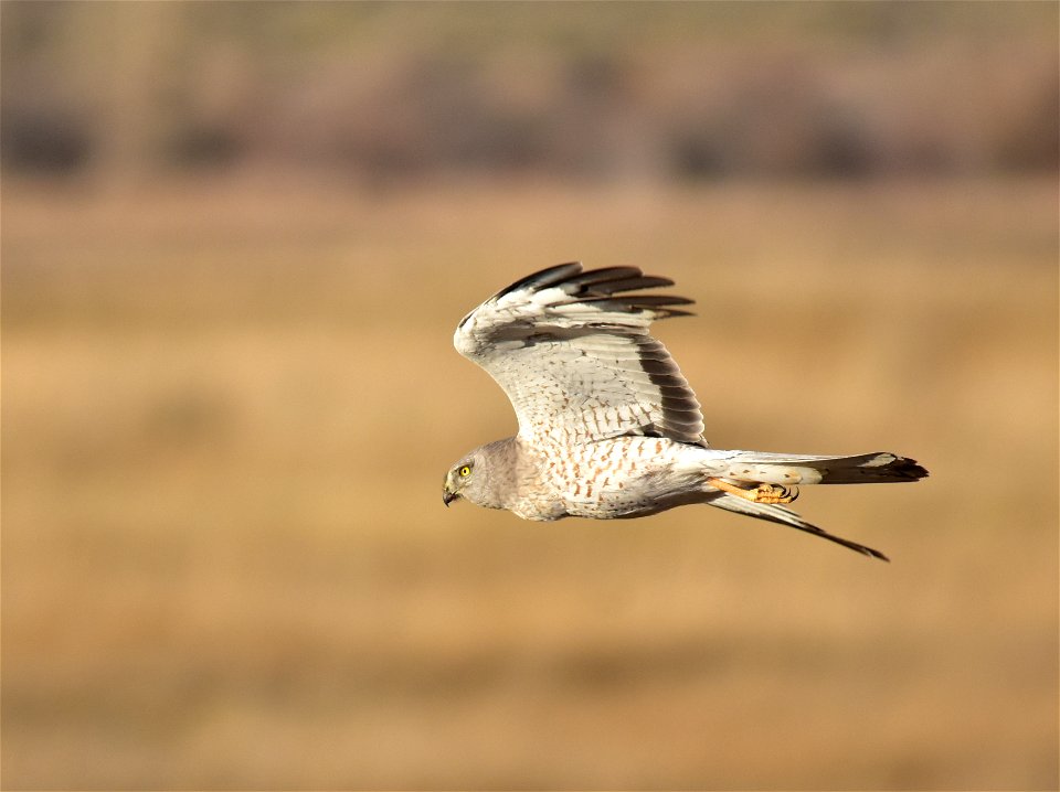 A male Northern harrier at Seedskadee Natioanal Wildlife Refuge.

Photo: Tom Koerner/USFWS