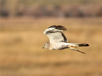 A male Northern harrier at Seedskadee Natioanal Wildlife Refuge. Photo: Tom Koerner/USFWS photo