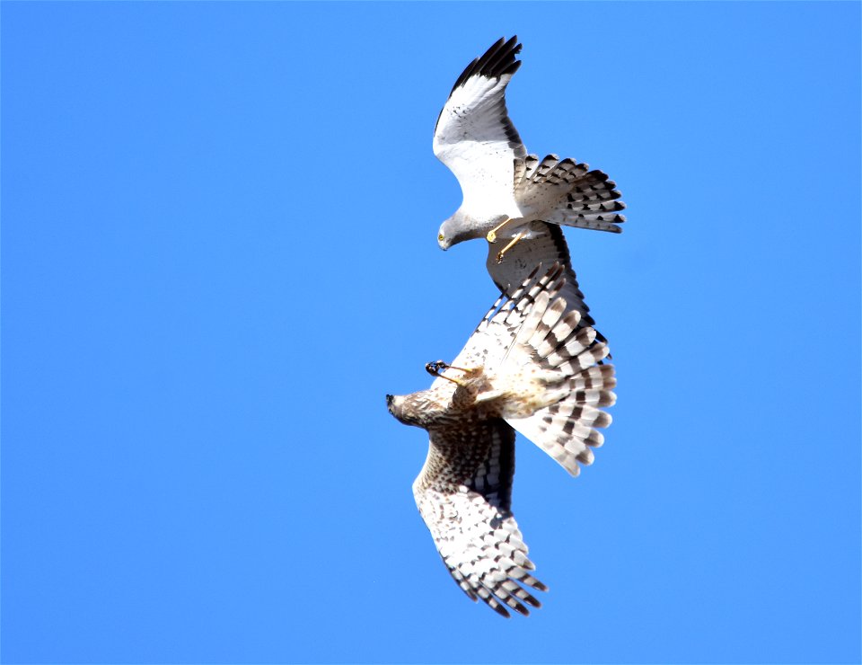 A male Northern harrier above and female below engage in aerial acrobatics as part of a courtship flight.

Photo: Tom Koerner/USFWS
