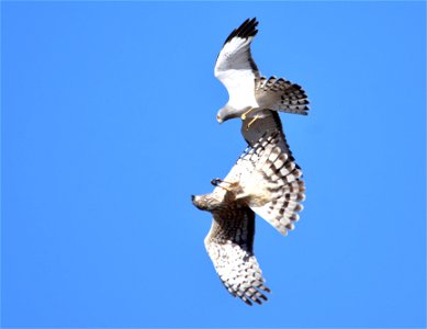A male Northern harrier above and female below engage in aerial acrobatics as part of a courtship flight.

Photo: Tom Koerner/USFWS