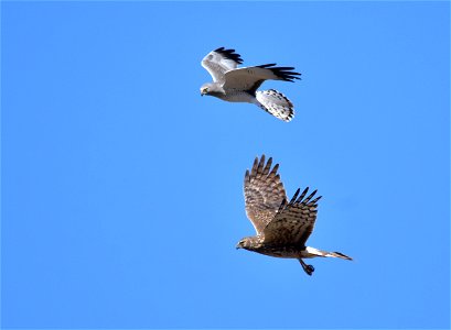 Few raptors exhibit sexual dimorphism to the degree of the Northern harrier. Males (top) are smaller and a ghostly silver overall, with black wingtips.  Females (bottom) are mostly dark brown, heavily