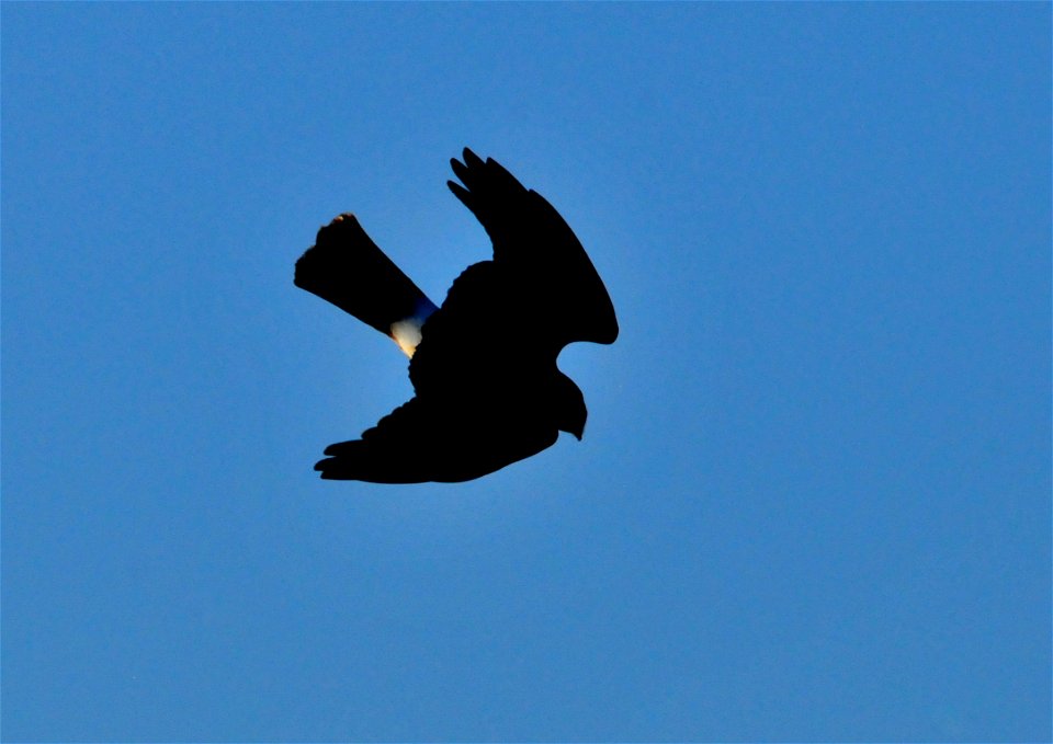 The silhouette of a northern harrier on Seedskadee NWR.  As their former common name, marsh hawk, suggests they are birds of the marshes.  They hover and glide on the winds above emergent vegetation, 