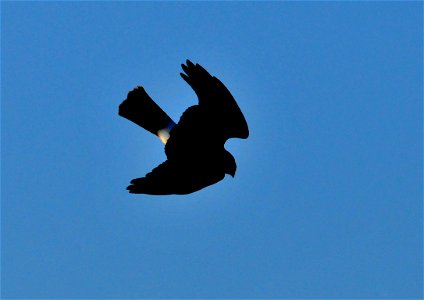 The silhouette of a northern harrier on Seedskadee NWR.  As their former common name, marsh hawk, suggests they are birds of the marshes.  They hover and glide on the winds above emergent vegetation, 