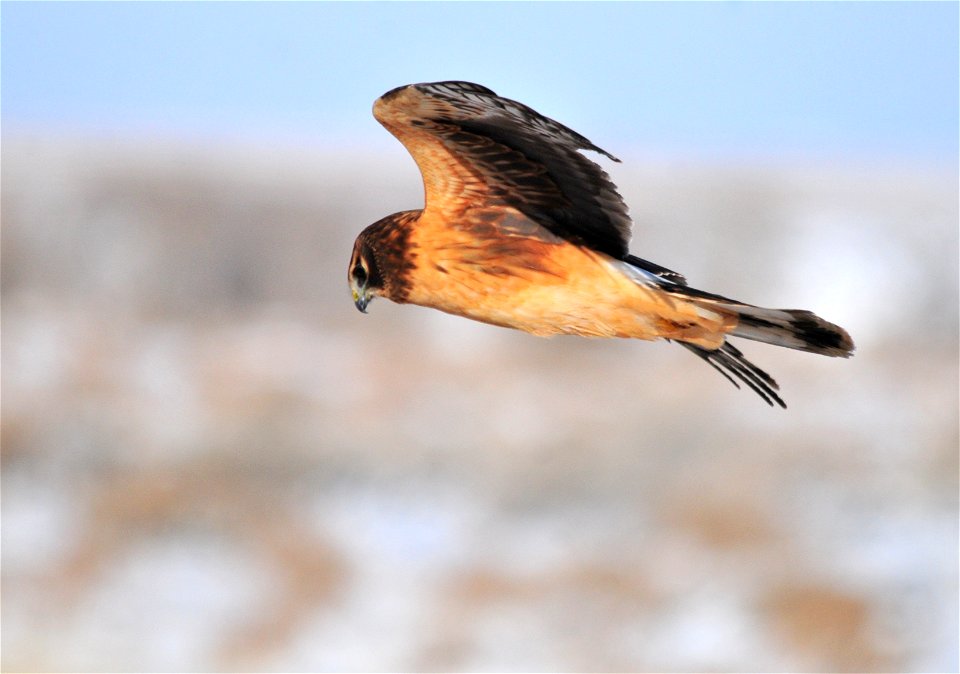 Photo: Tom Koerner/USFWS