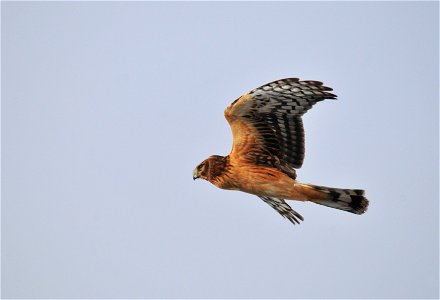 Photo: Tom Koerner/USFWS