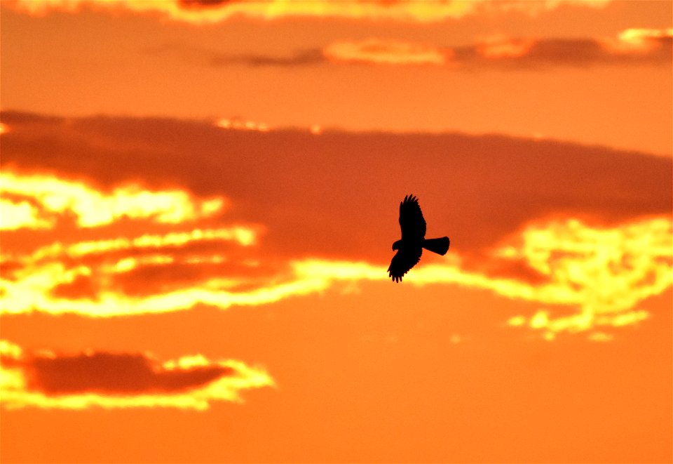 A soaring northern harrier over Seedskadee NWR. Photo: Tom Koerner/USFWS

<a href="https://www.facebook.com/Seedskadee/" rel="nofollow">www.facebook.com/Seedskadee/</a>
