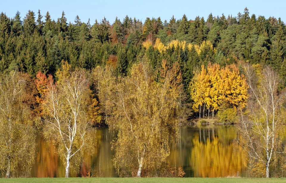 Autumn trees colorful photo
