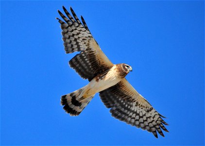 Northern Harrier photo