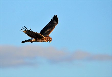 Northern harrier photo