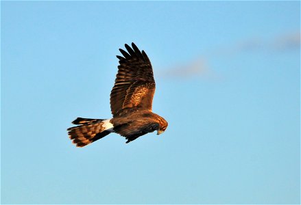 Northern harrier photo