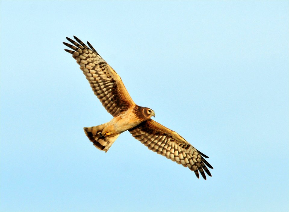 Photo: Tom Koerner/USFWS