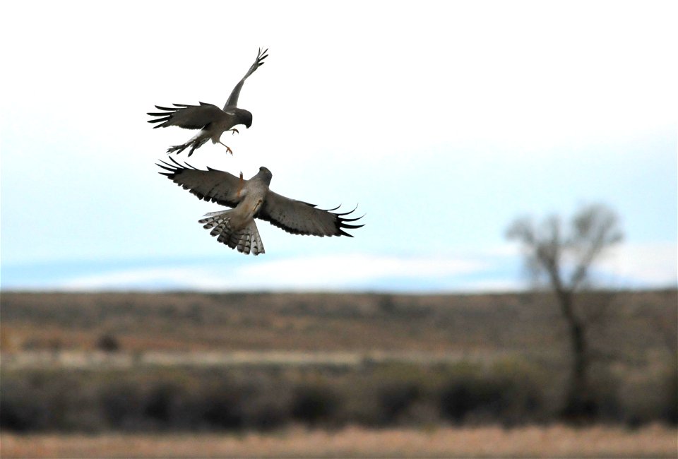 Two male northern harriers fighting over a nesting territory on Seedskadee NWR Photo: Tom Koerner/USFWS