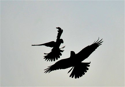 Two male northern harriers having a dispute. Photo: Tom Koerner/USFWS photo