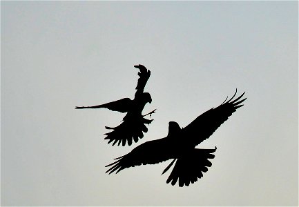 Two male northern harriers having a dispute.  Photo: Tom Koerner/USFWS