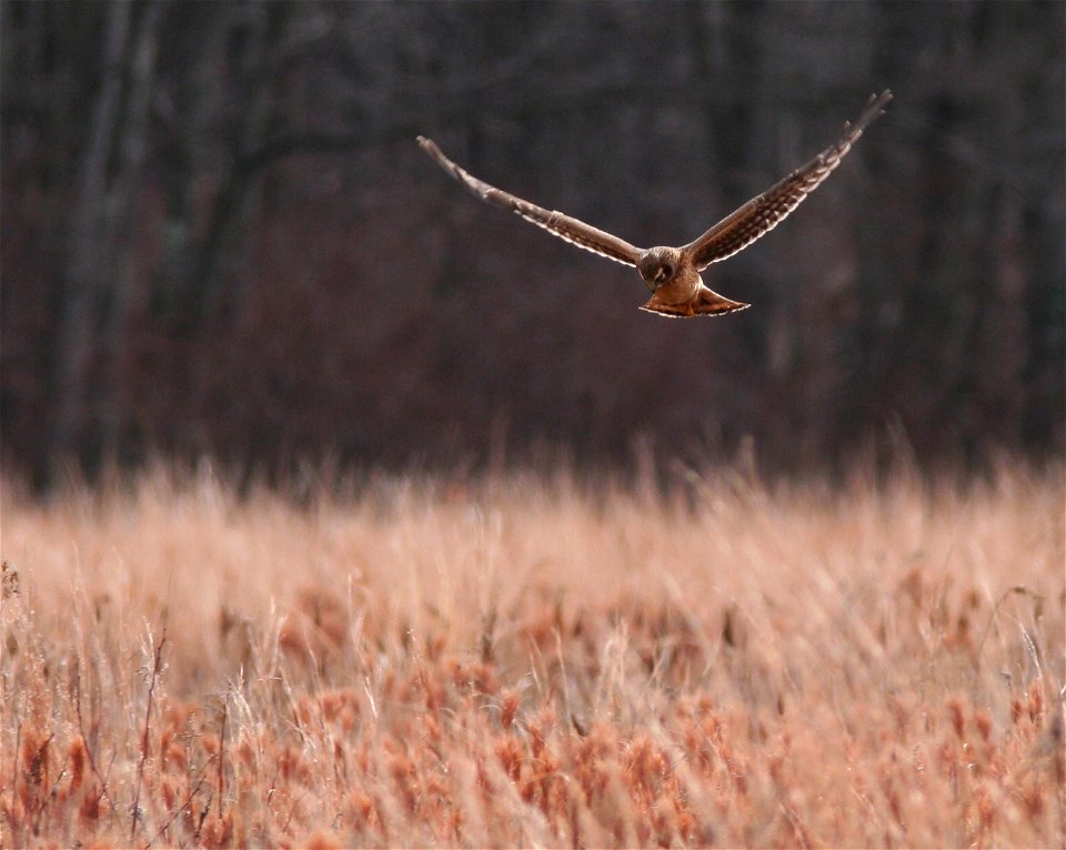 Northern Harrier (Circus hudsonius), juvenile