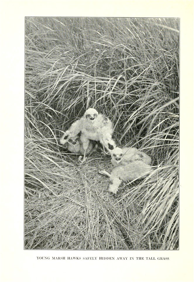 The human side of birds,  by Royal Dixon; with four illustrations in colours by S. H. Wainwright, jr., and with thirty-two illustrations from photographs.
