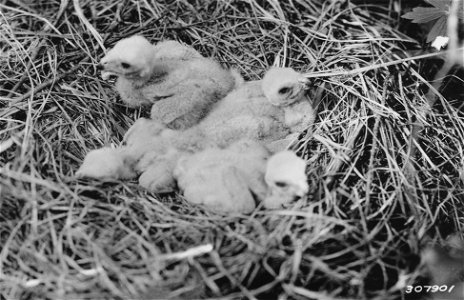 Photograph of Young Marsh Hawks in Nest photo
