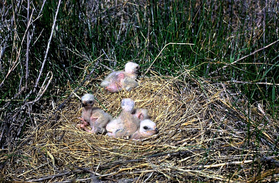 Northern Harrier (Circus hudsonius) nestling