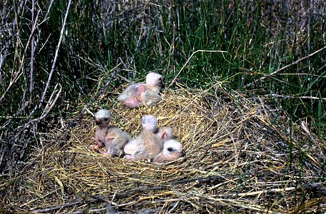 Northern Harrier (Circus hudsonius) nestling photo