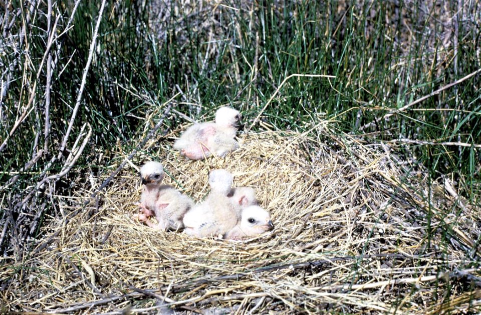 Northern Harrier (Circus hudsonius) nestling